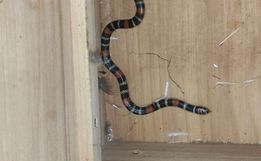 Cobra coral é encontrada dentro de residência na cidade 