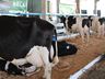 Primeira ordenha do Torneio Leiteiro é realizada na Faismo 2025
