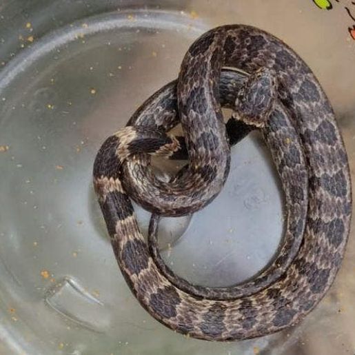 Cobra é encontrada viva dentro de couve-flor em Santa Catarina
