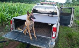 Após dez anos de serviço, cão policial Thor se aposenta em São Miguel do Oeste