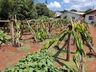 Produtor de pitayas de São José do Cedro comemora safra