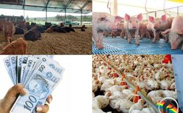 Itapiranga é destaque no movimento agropecuário