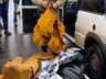Ambulantes são flagrados com maconha após parada em bloqueio no trevo de SMO