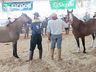 Cavalos crioulos de Itapiranga são avaliados na 11ª Efrait