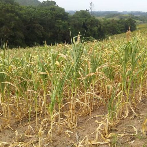 São João do Oeste decreta Estado de Emergência por falta de chuva