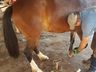 Ferrador de cavalos, uma profissão arriscada e com poucos profissionais 