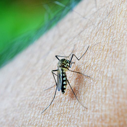 Após mortes, Santa Catarina faz alerta para dengue em idosos