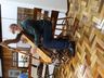 Livro conta trajetória e chegada da família Ramminger a Mondaí