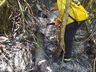 Bombeiros de Itapiranga atendem três ocorrências de incêndio essa semana