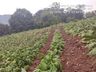 Levantamentos confirmam que 100 mil pés de tabaco foram perdidos com temporal