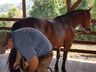 Ferrador de cavalos, uma profissão arriscada e com poucos profissionais 