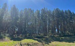 SC tem quase 1 milhão de hectares de florestas plantadas, aponta pesquisa