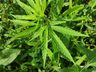 Polícia Militar localiza pé de maconha em bairro de SMOeste