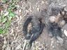 Cresce preocupação com febre amarela após morte de mais um macaco em São João do Oeste