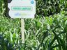 Cooperalfa promove campo tecnológico de pastagens de verão em SJCedro
