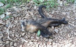 Morador de São João do Oeste encontra macaco morto e acende alerta para a febre amarela 