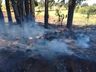 Incêndio florestal mobiliza bombeiros por uma hora