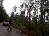 Temporal derruba árvores, alaga estradas e causa prejuízos no interior de SMOeste 