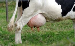 Calor traz prejuízos à produção leiteira
