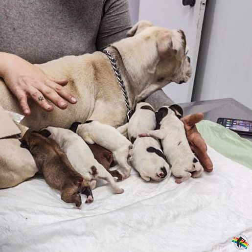 ONGs recolhem cães que tiveram caudas cortadas em São Miguel do Oeste