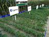 Cooperalfa envolve centenas de agricultores na 3ª Noite de Campo em SJCedro