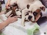 ONGs recolhem cães que tiveram caudas cortadas em São Miguel do Oeste