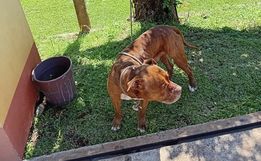 Bombeiros capturam cão agressivo em SMO e aguardam tutor aparecer