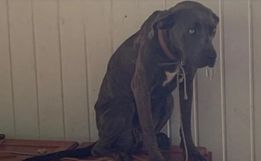 Cães ficam três dias acorrentados sem água e comida