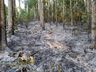 Bombeiros combatem incêndio no interior 