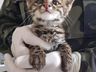 Gatos-do-mato encontrados na região são encaminhados ao Centro de Triagem de Animais Silvestres