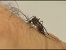 Dengue causa mais de 120 mortes em SC nos primeiros quatro meses de 2024