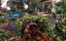 Idosa morre atingida por araucária em Chapecó