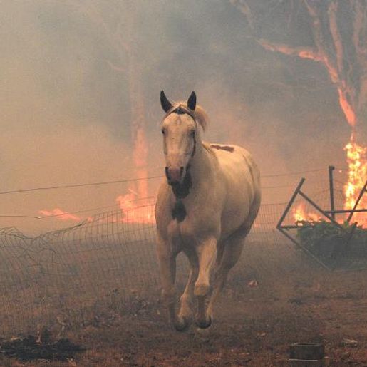 Incêndios na Austrália já mataram quase meio bilhão de animais