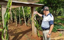 Morador de SJCedro investe no cultivo de pitaya