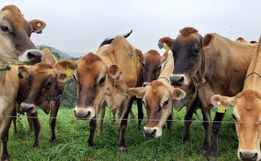 Região concentra 47% das propriedades livres de brucelose e tuberculose de SC