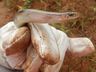 DNIT resgata duas cobras-de-vidro na BR-163