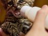 Gato do mato é resgatado em Itapiranga 