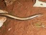 DNIT resgata duas cobras-de-vidro na BR-163