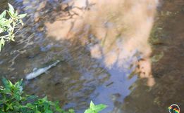 Vídeo: Após mortes de peixes, morador denúncia poluição em riacho de SMOeste