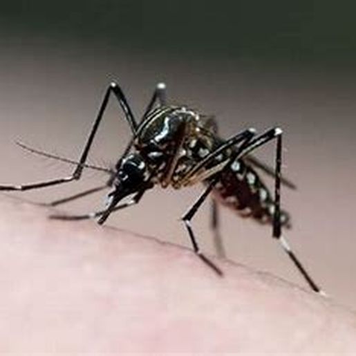 Itapiranga registra 495 casos de dengue