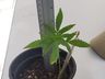 TUNÁPOLIS: PM encontra muda de maconha em apartamento 