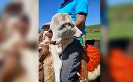 Bezerra com duas cabeças nasce em propriedade rural de Belmonte