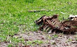 Empresa de compostagem inicia recolha de carcaças bovinas