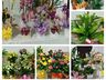 CAESP/APAE Caminho de Luz promove 4ª edição da Feira de Flores