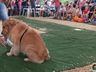 Desfile de cães tem presença de 20 animais na Efrait 2024