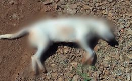 Cachorro é achado morto com quatro perfurações em São José do Cedro