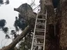 Homem morre em queda de árvore no Norte de SC