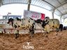 Confira fotos de domingo da maior feira multisetorial da região