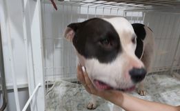 Cão da raça Pitbull é atacado por cobra no interior de SMOeste
