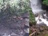 Turistas se assustam com sucuri monstra em cachoeiras